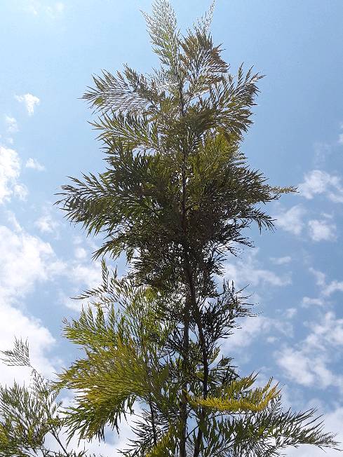 tree