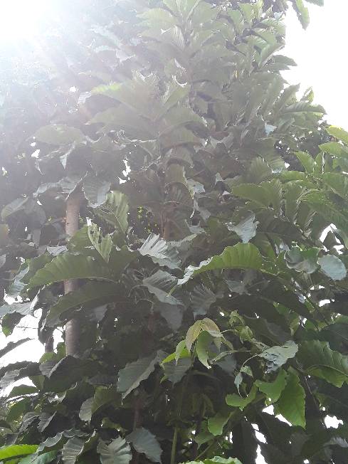 tree