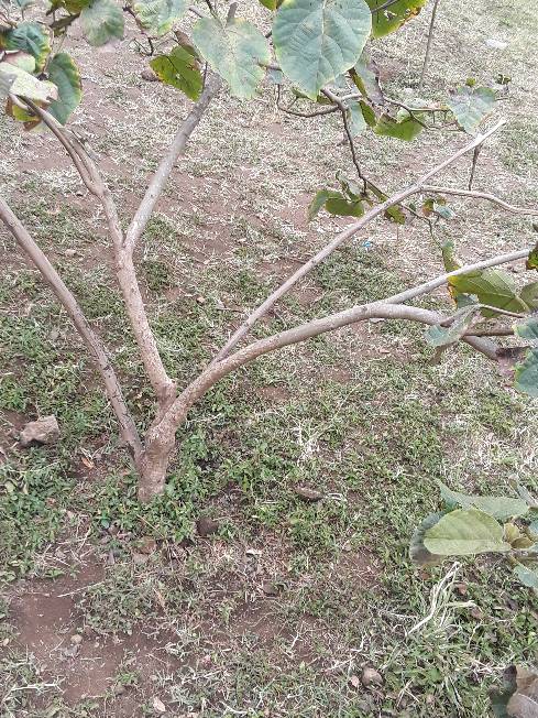 tree