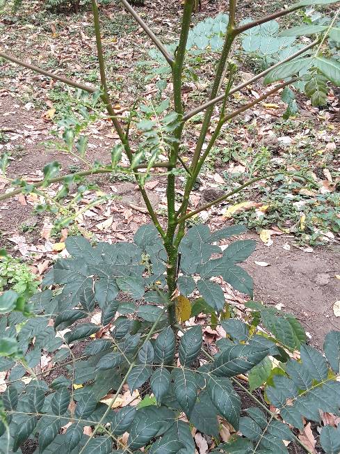 tree