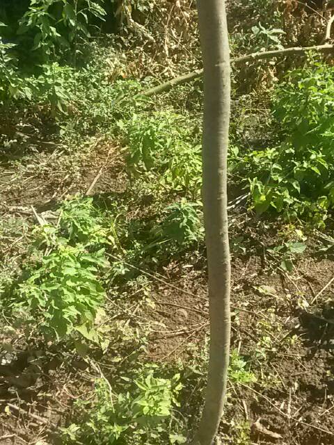 tree