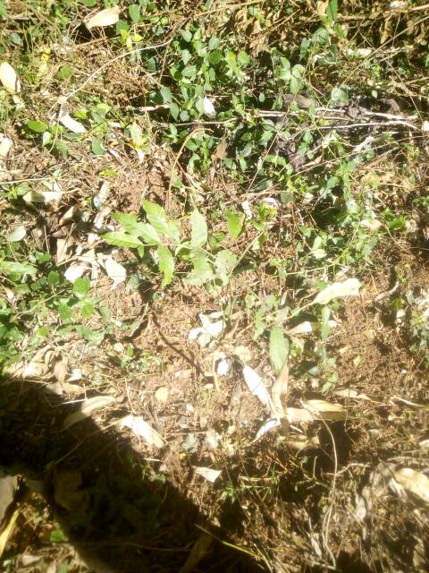 tree