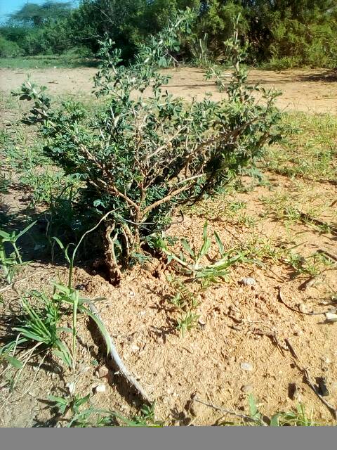 tree