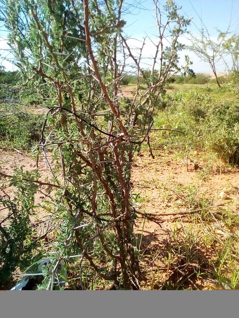 tree