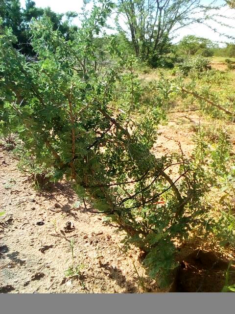 tree