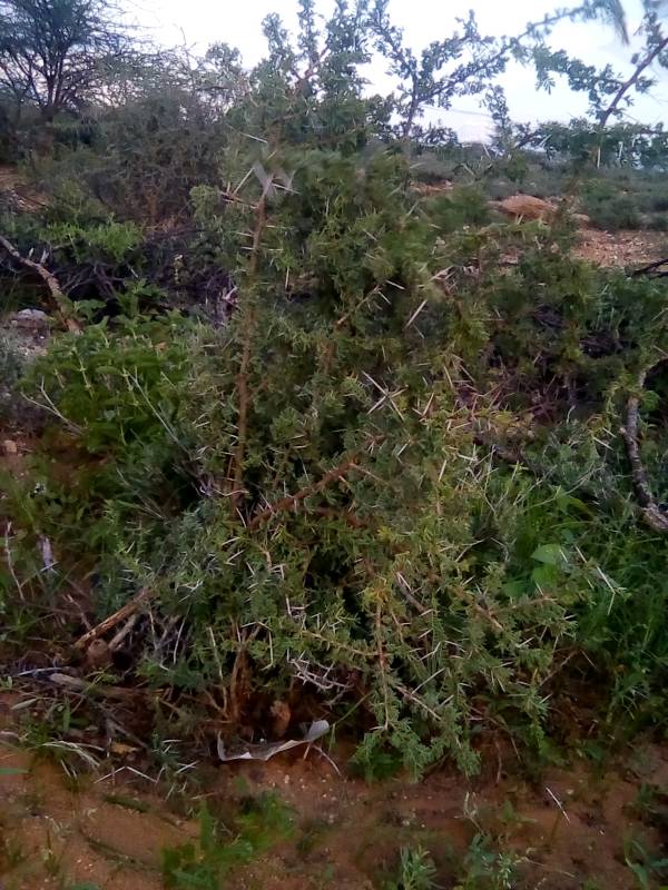 tree