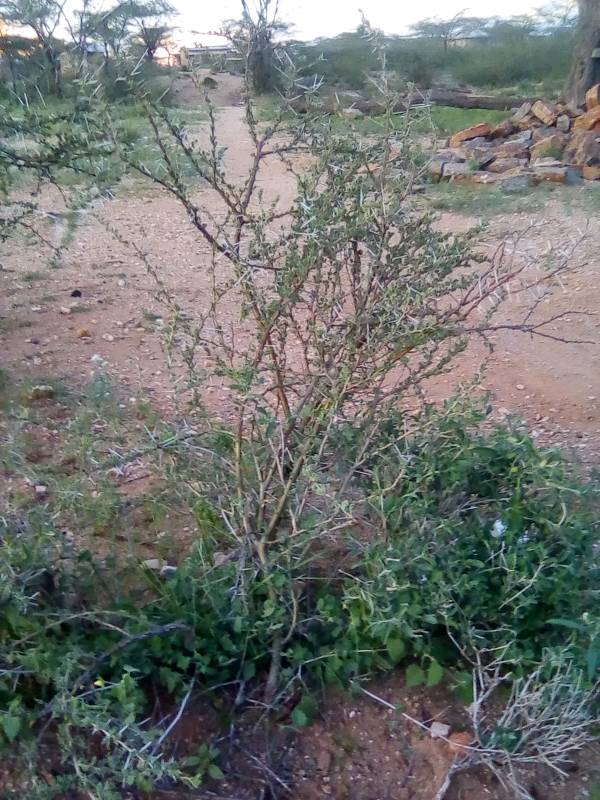 tree