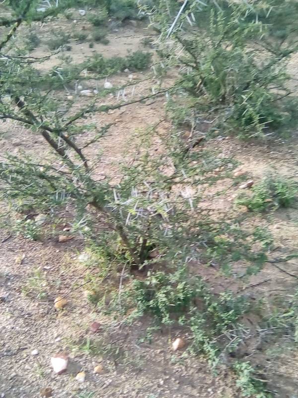 tree