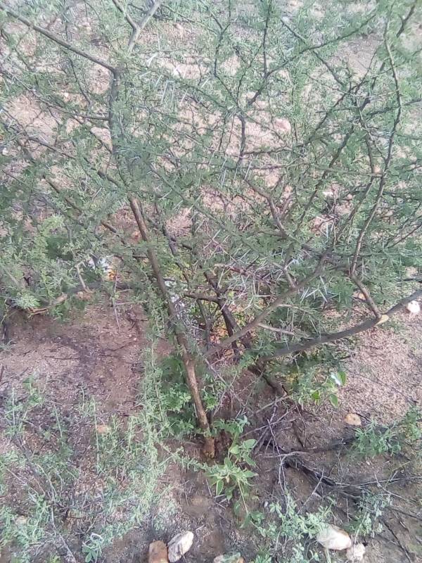 tree