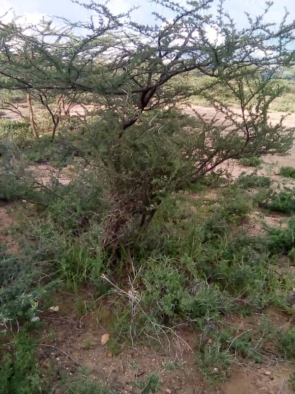 tree
