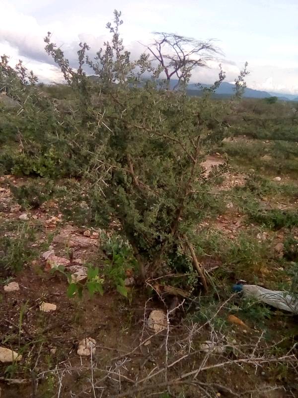 tree
