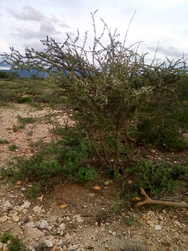 tree