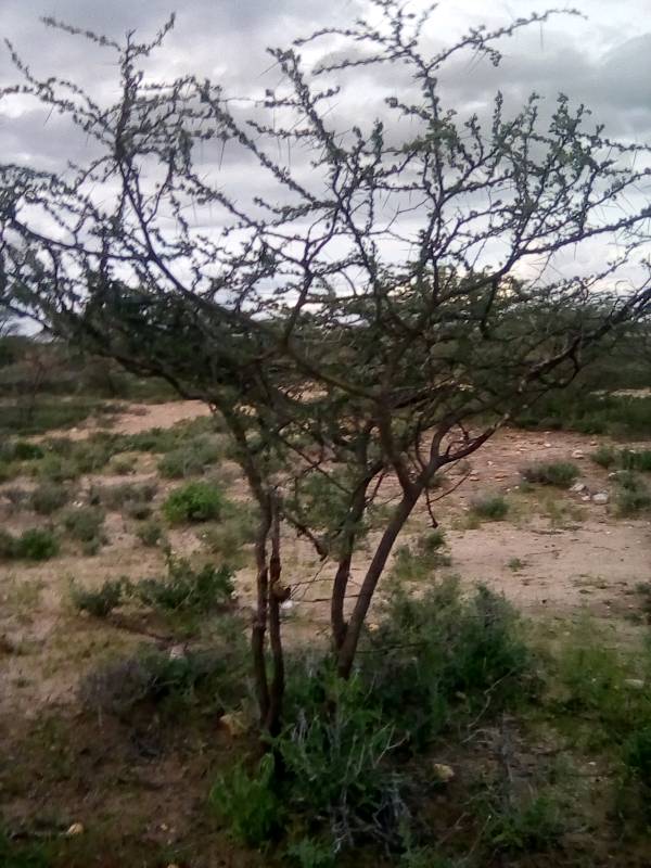 tree
