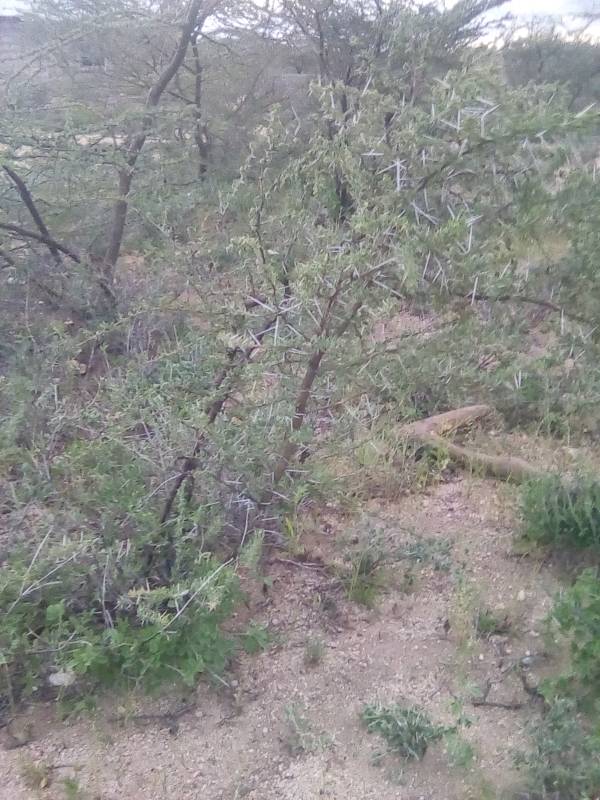 tree