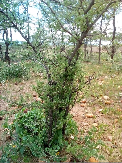 tree