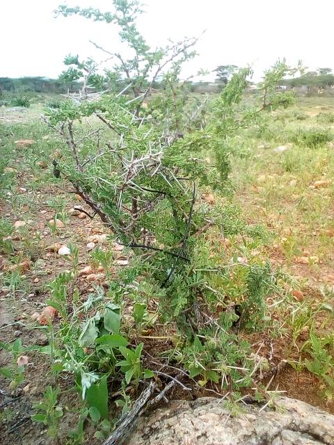 tree