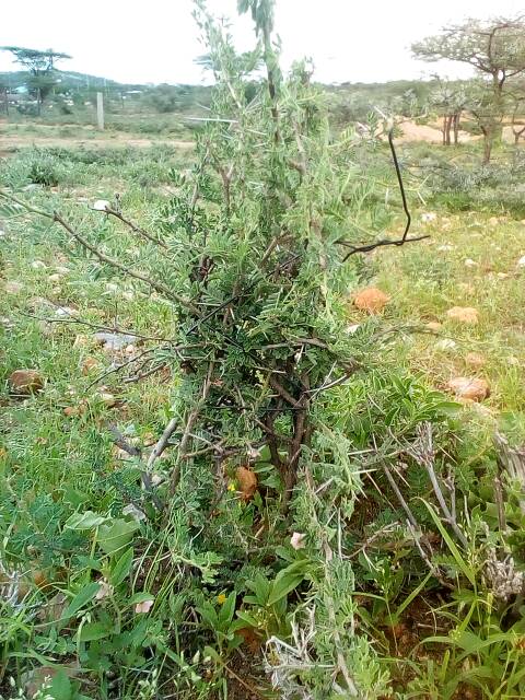 tree