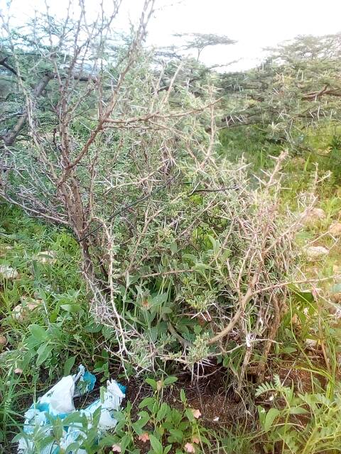 tree