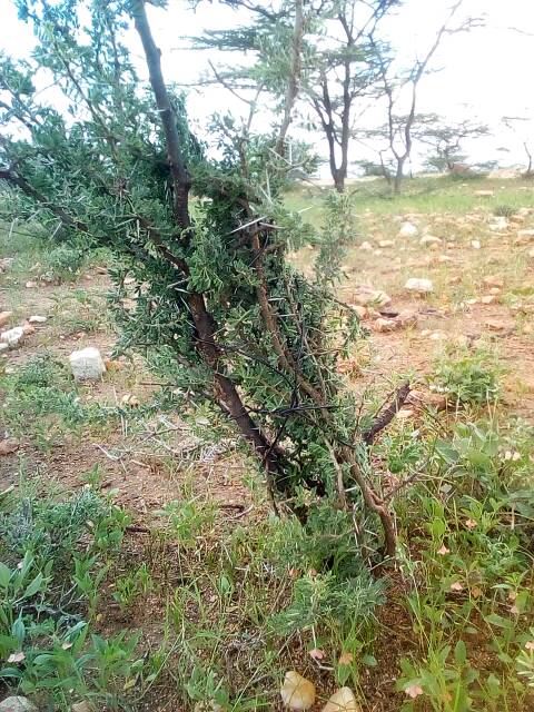 tree