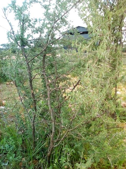 tree