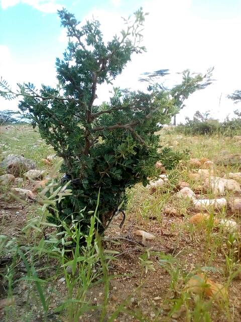 tree