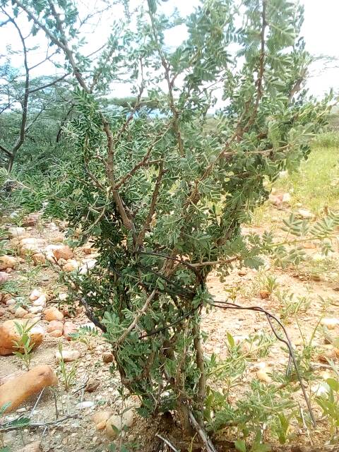 tree