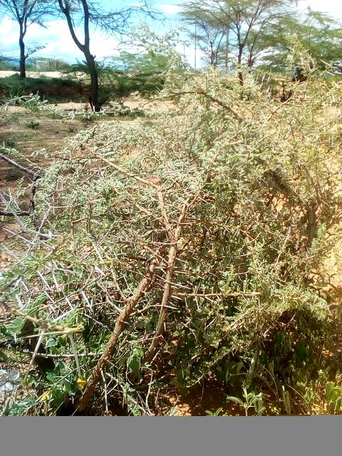 tree