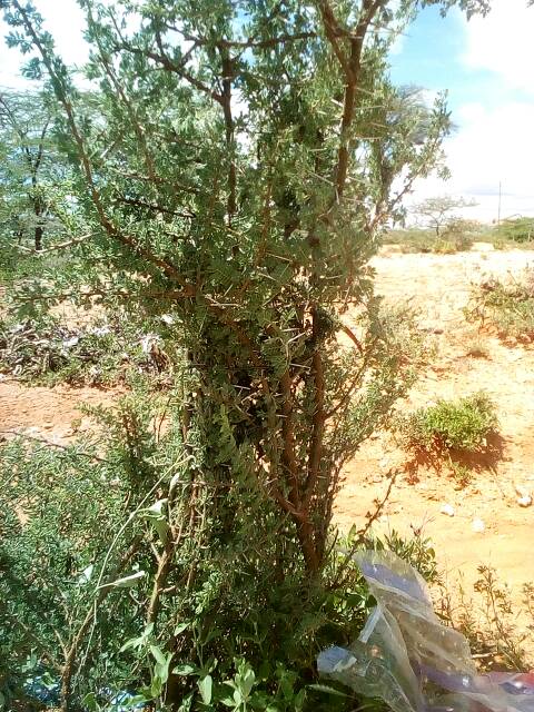 tree