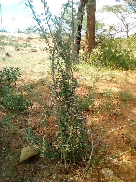 tree
