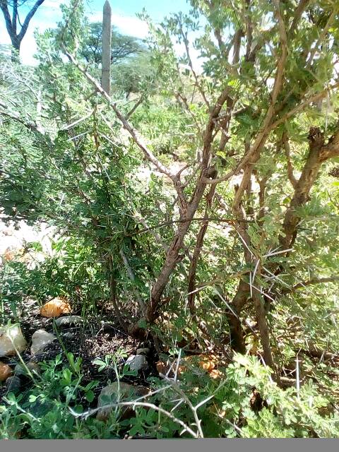 tree