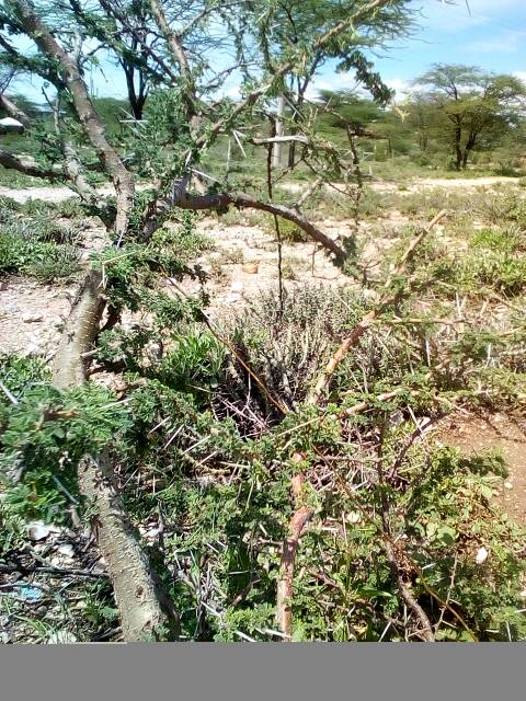 tree