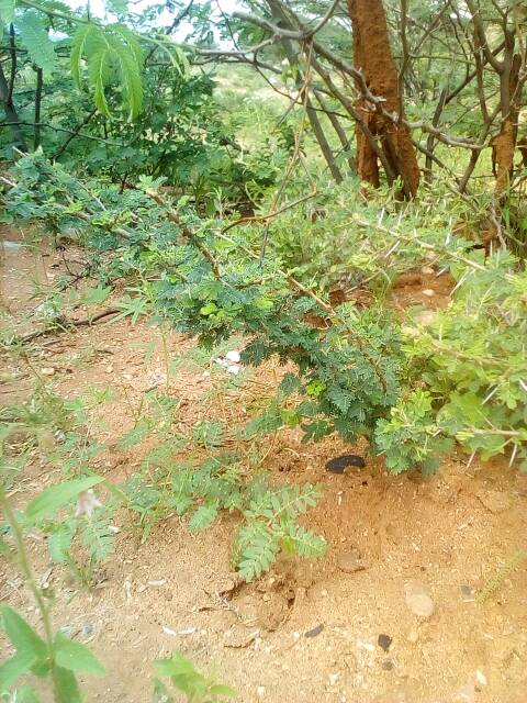 tree