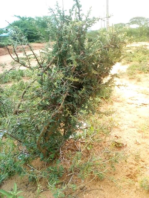 tree