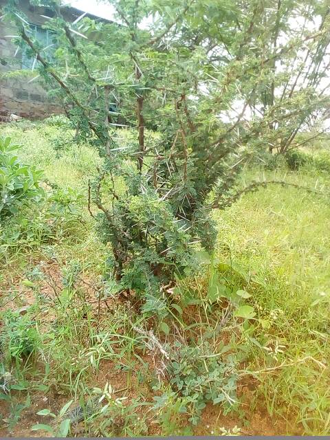 tree