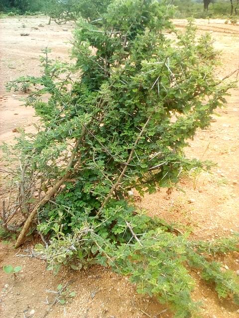 tree