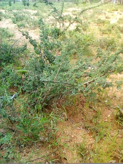 tree