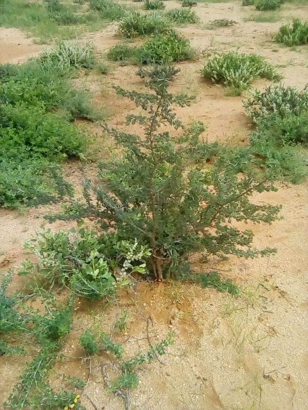 tree