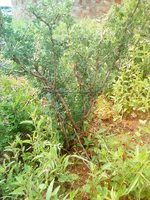 tree
