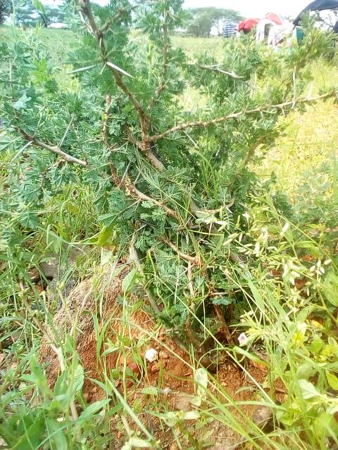 tree
