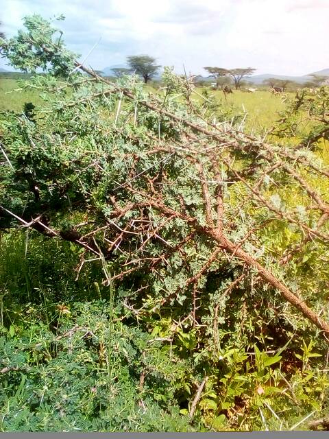 tree
