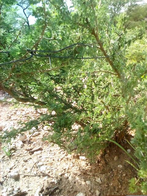 tree