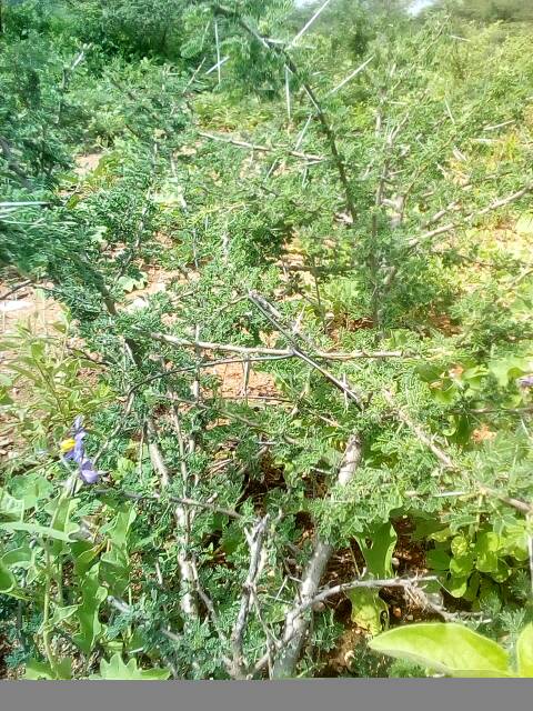 tree
