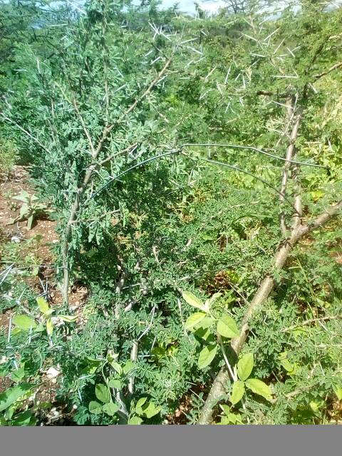 tree