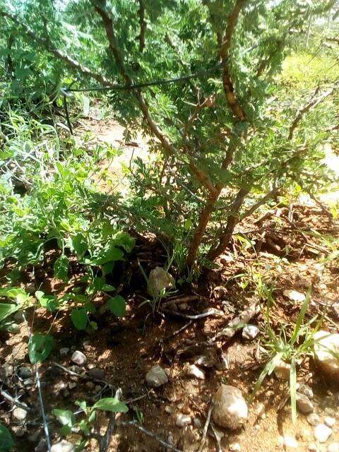 tree