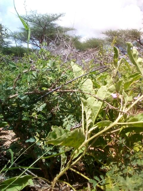 tree
