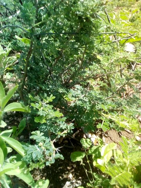 tree