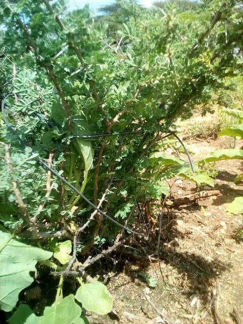 tree