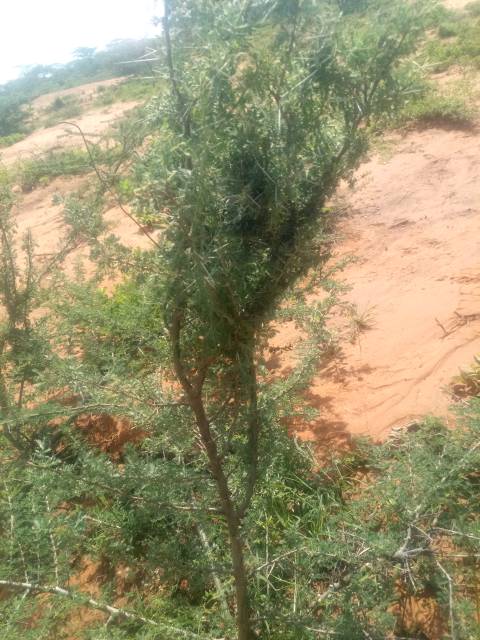 tree
