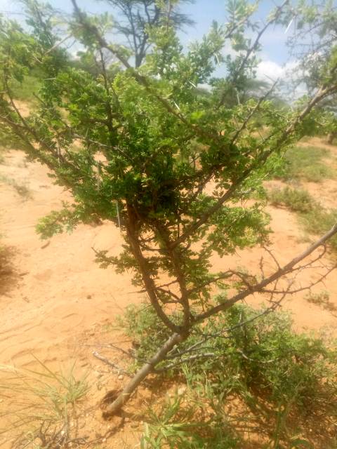 tree