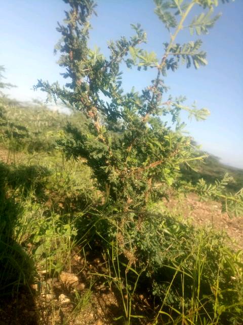 tree